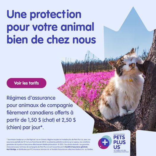 Assurance pour animaux de compagnie