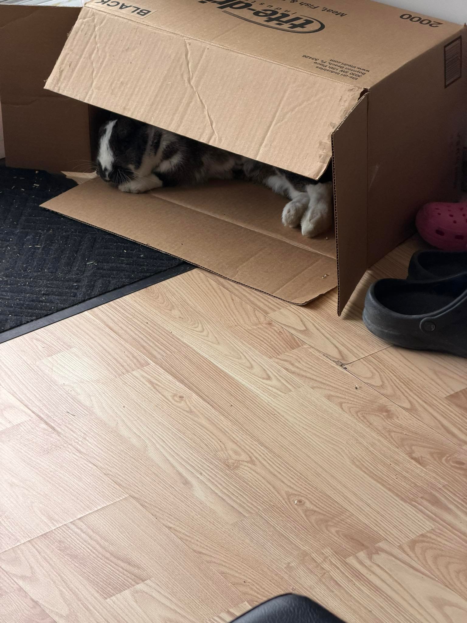 Juliette dans une boîte en carton