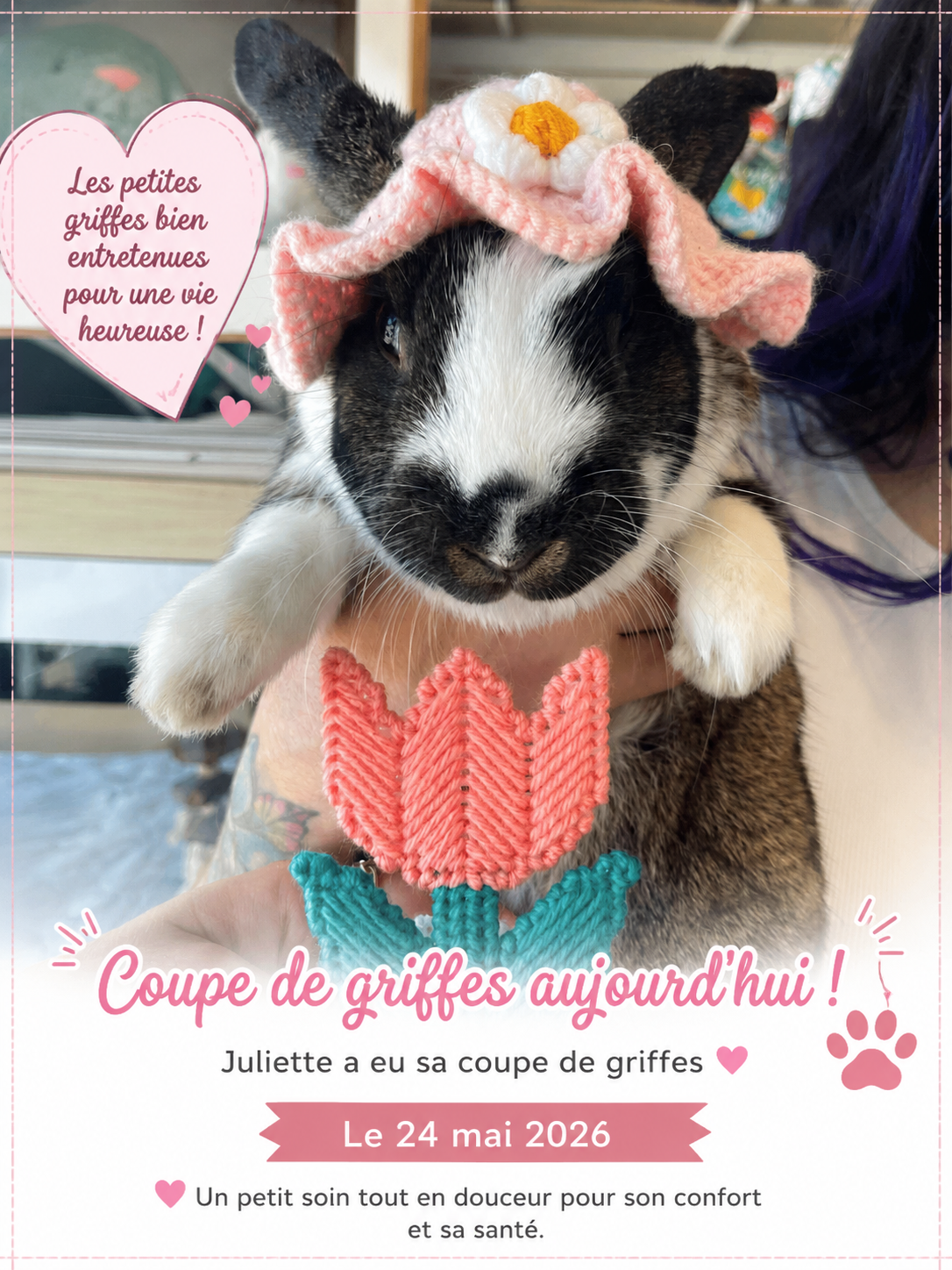 Juliette après sa coupe de griffes du 24 mai 2026