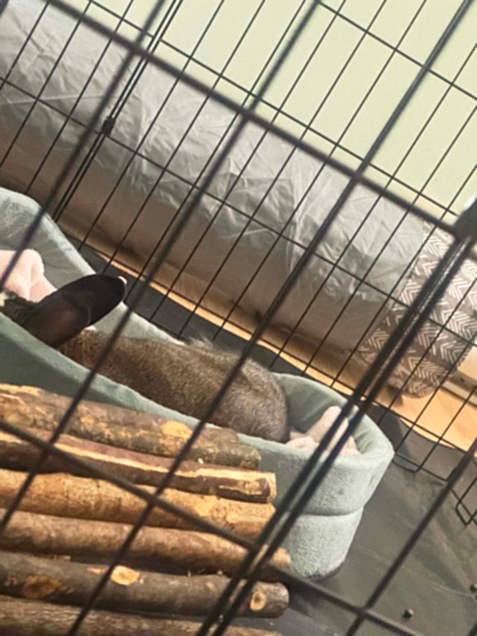 Juliette qui dort dans son panier