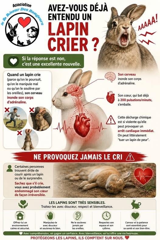Comprendre le cri du lapin