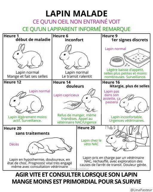 Signes d'un lapin malade