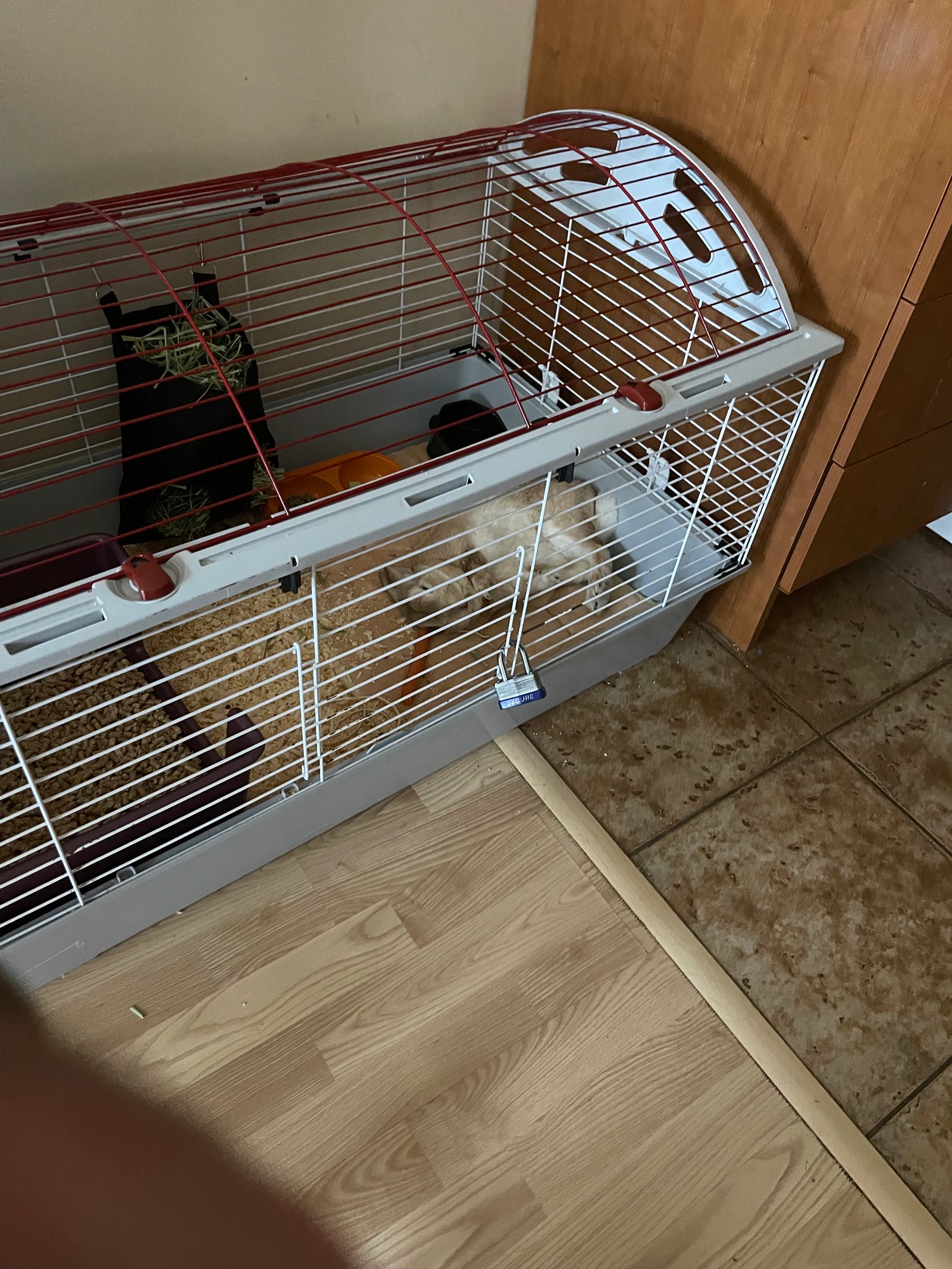 Martin qui dort dans sa cage