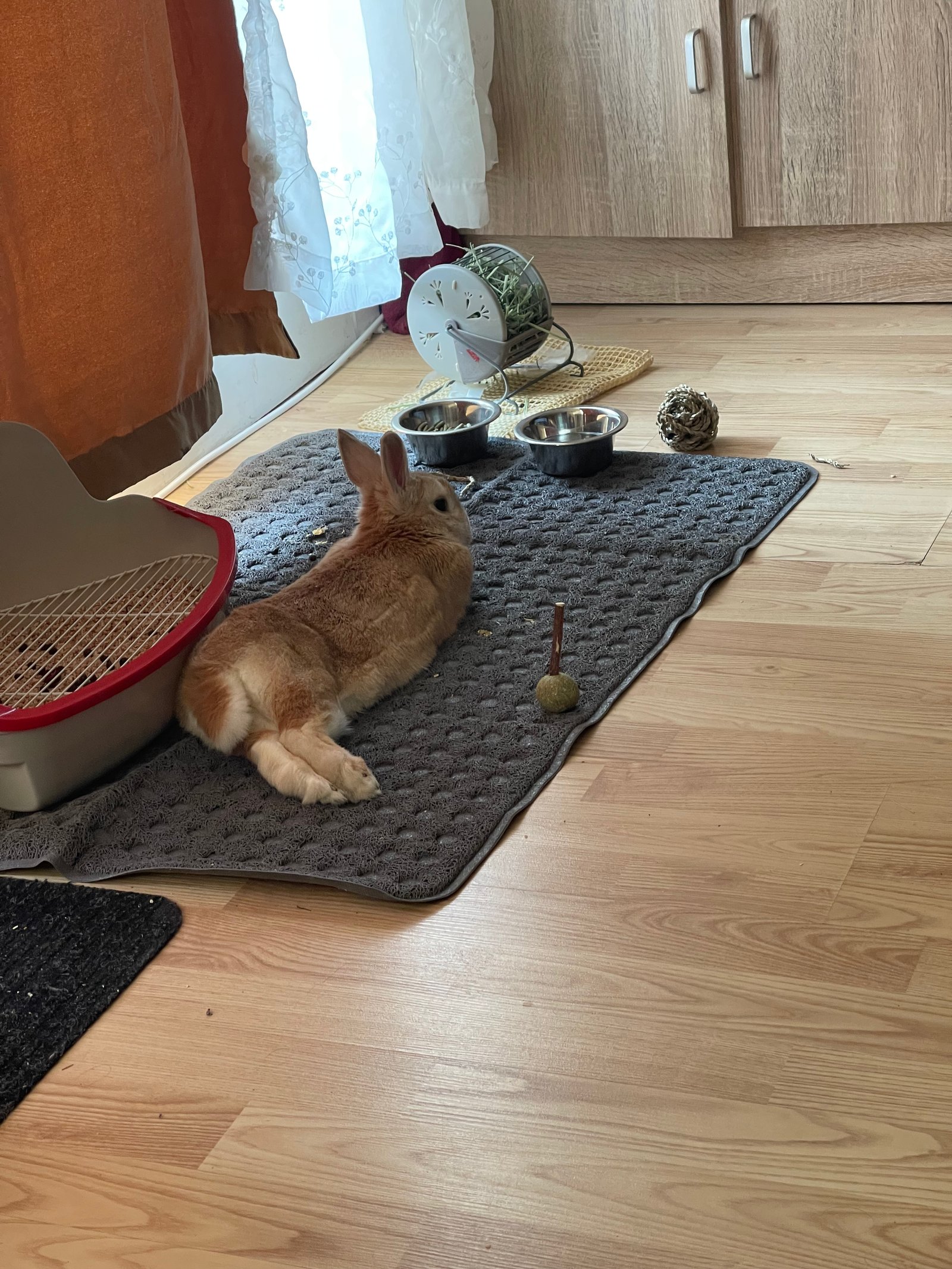 Martin relax sur le tapis
