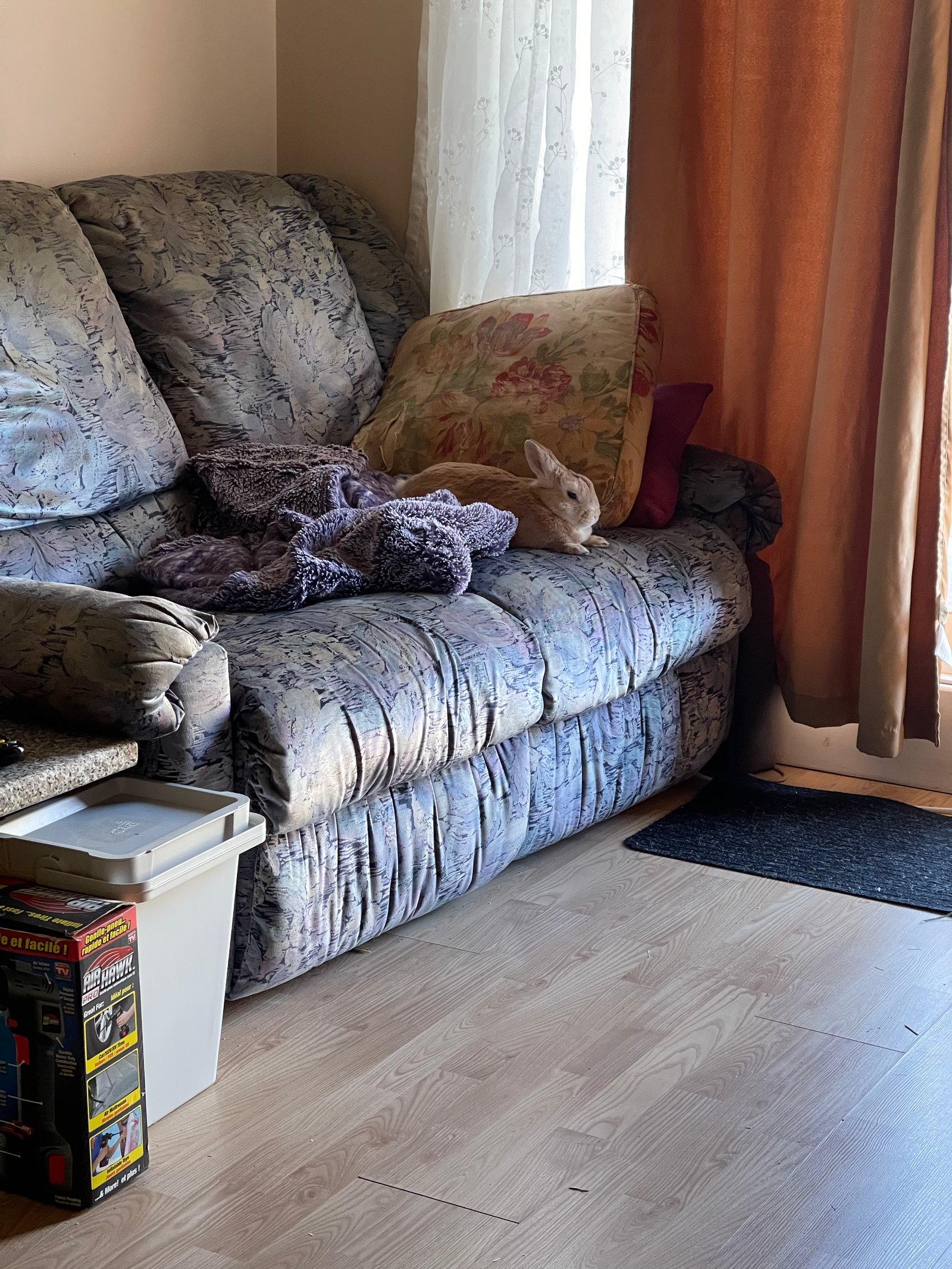 Martin sur le divan au calme