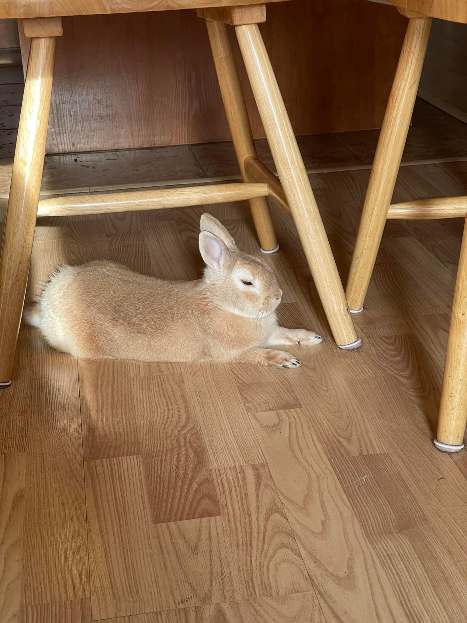 Martin qui se repose sous une chaise