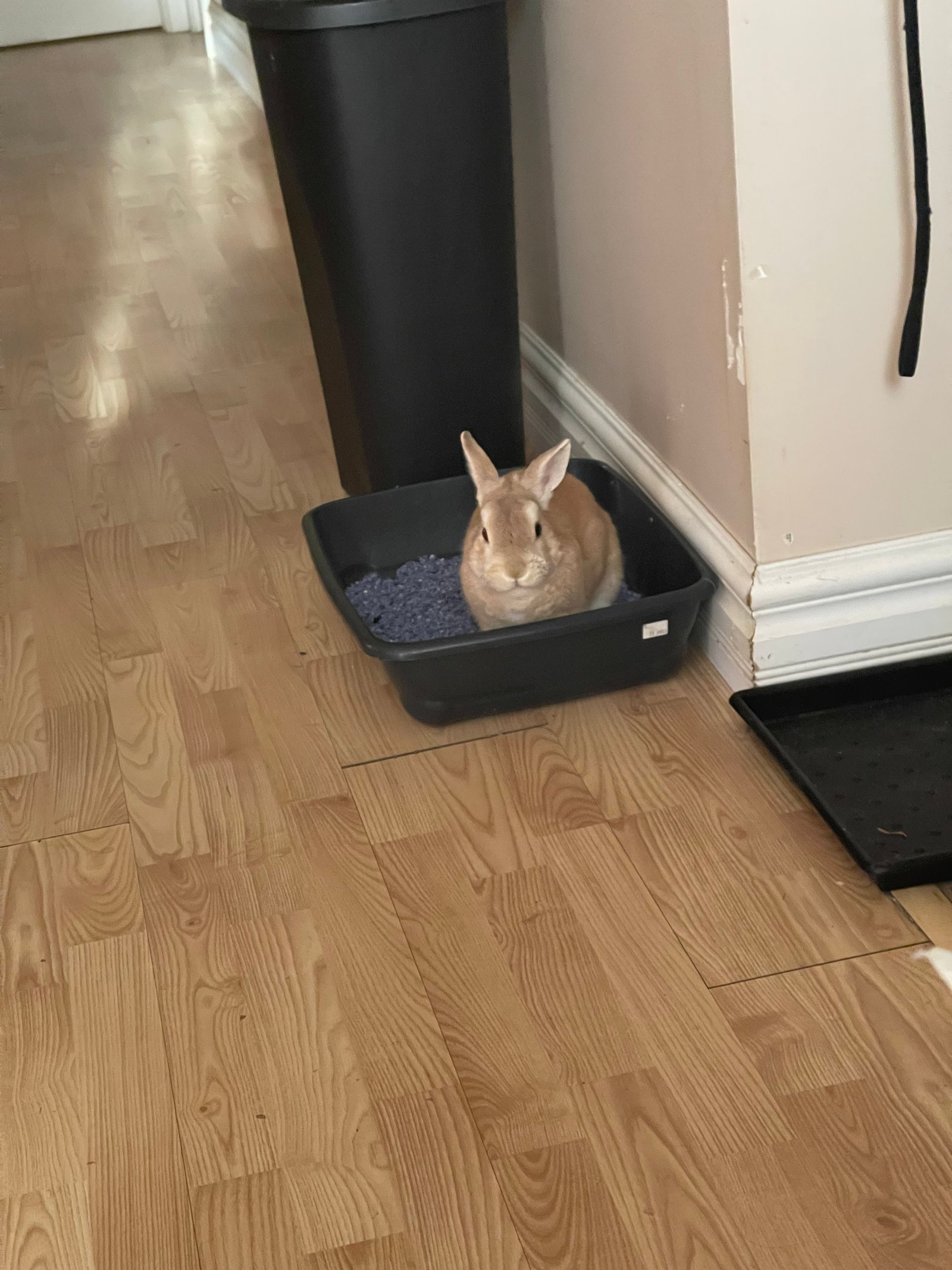 Martin dans sa litière