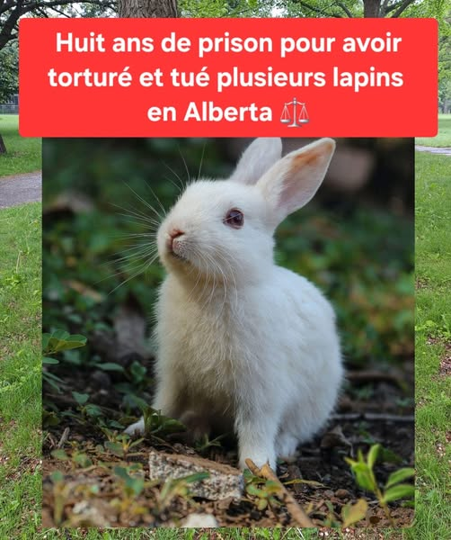 Protection des lapins